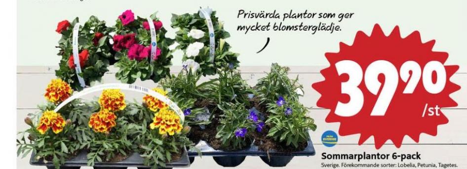 Plantor, ICA Nära maj 2023