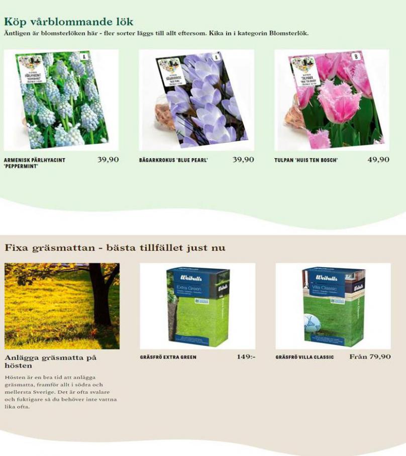  Blomsterlandet Erbjudande Höstplantering . Page 6