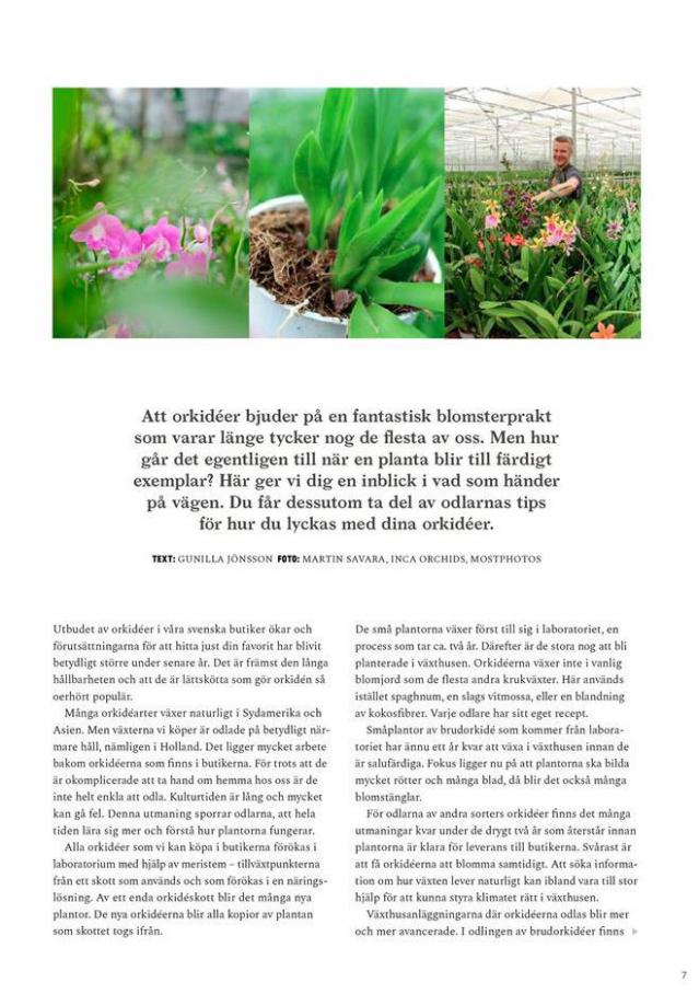  Blomsterlandet Erbjudande Grönska . Page 7