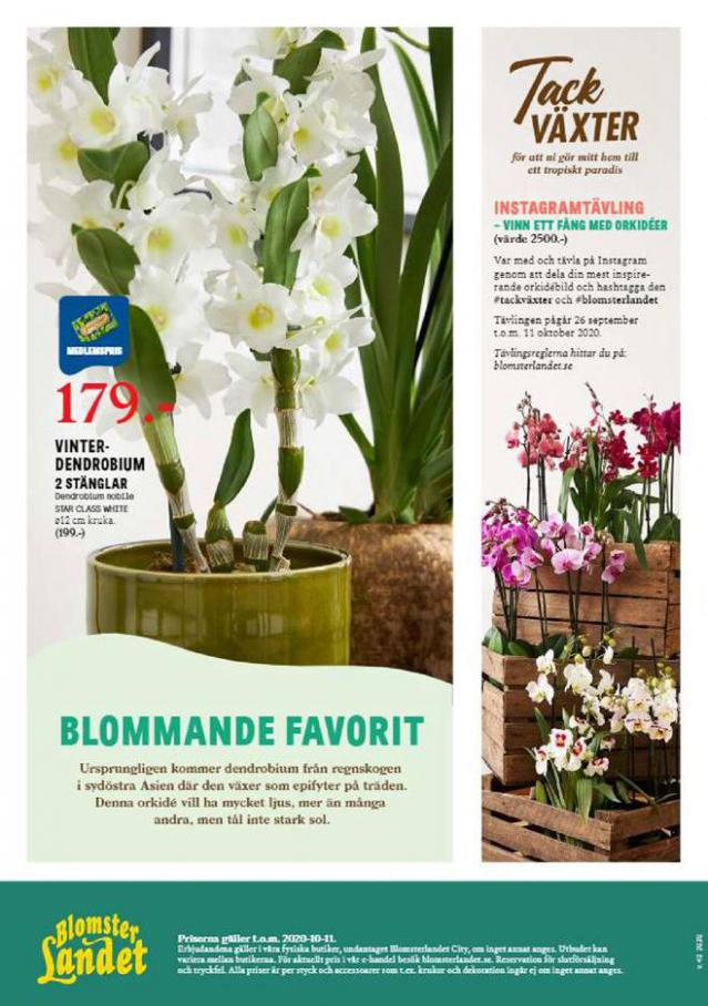  Blomsterlandet Erbjudande Orkidéer . Page 4