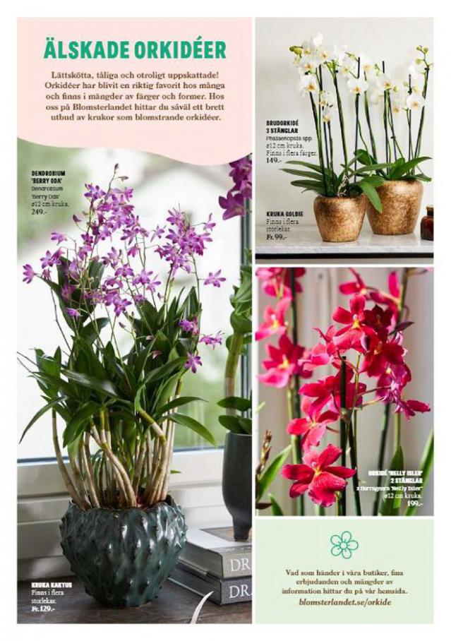  Blomsterlandet Erbjudande Orkidéer . Page 2