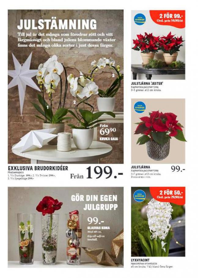  Blomsterlandet Erbjudande Nu är det Jul Igen . Page 5