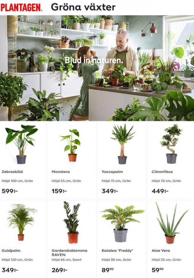 Gröna växter . Plantagen (2021-02-28-2021-02-28)