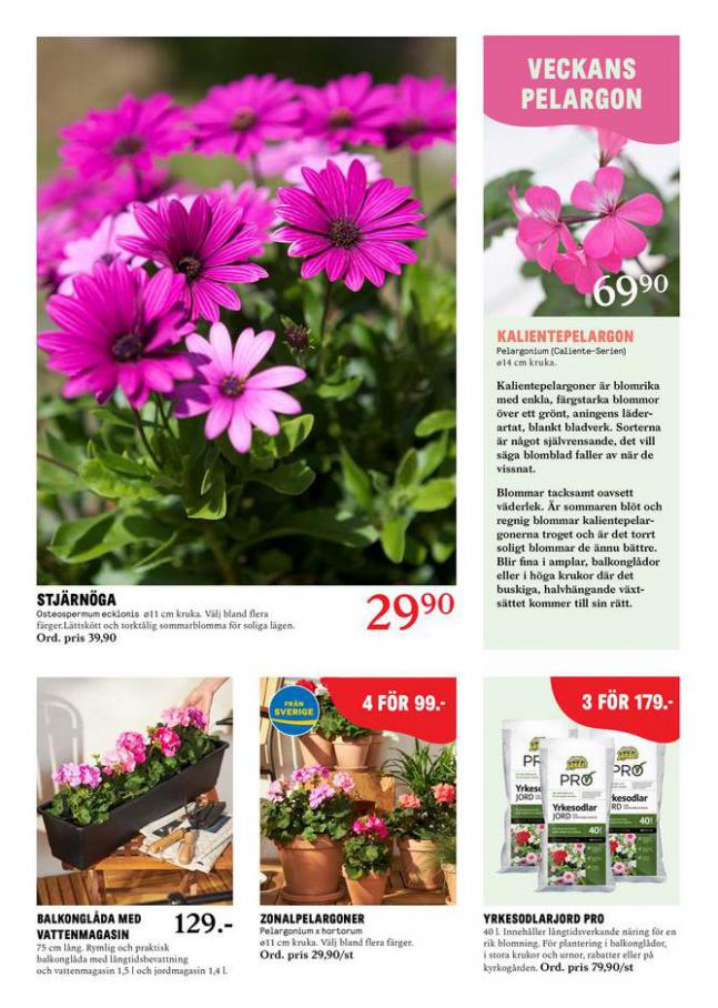 Blomsterlandet Erbjudande Aktuell. Page 7