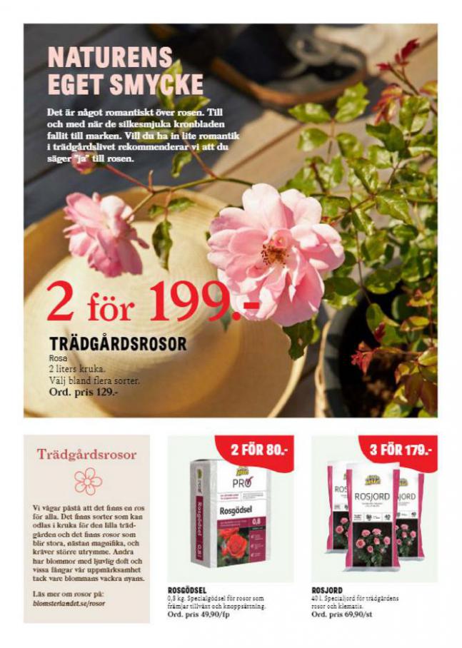  Blomsterlandet Erbjudande Aktuell  . Page 4