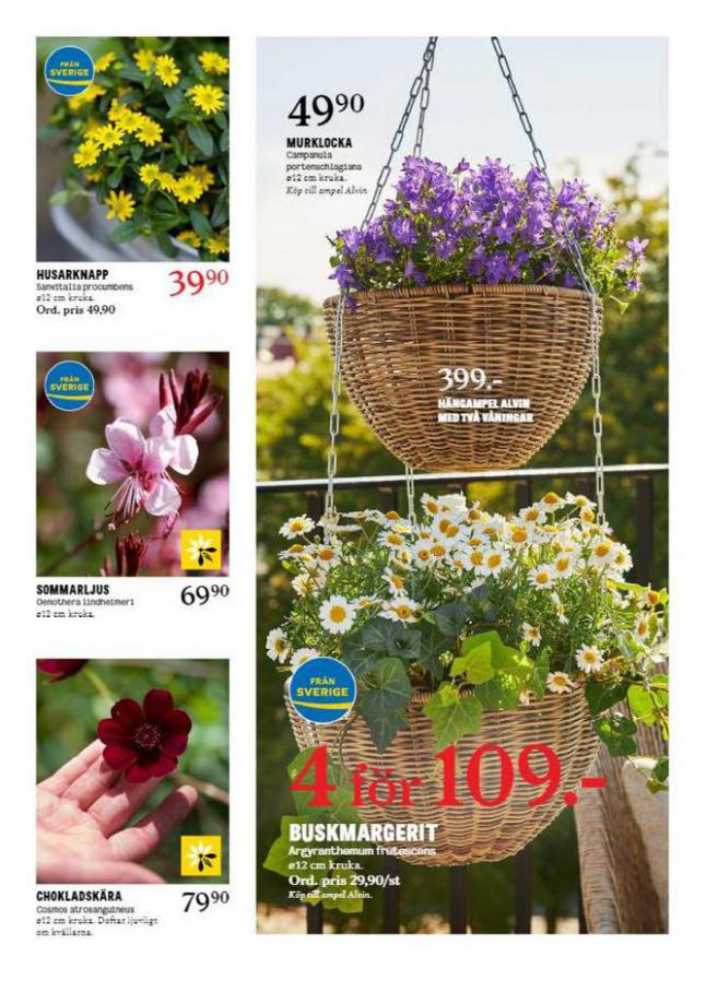 Blomsterlandet Erbjudande Aktuell. Page 2