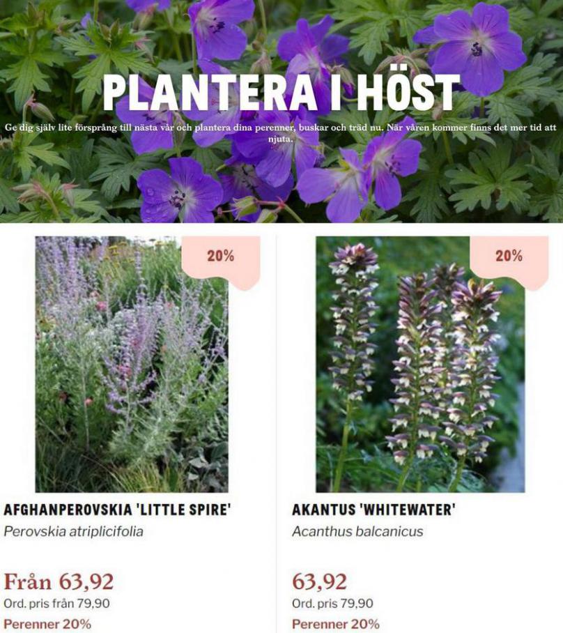 Plantera I Höst. Blomsterlandet (2021-09-23-2021-09-23)