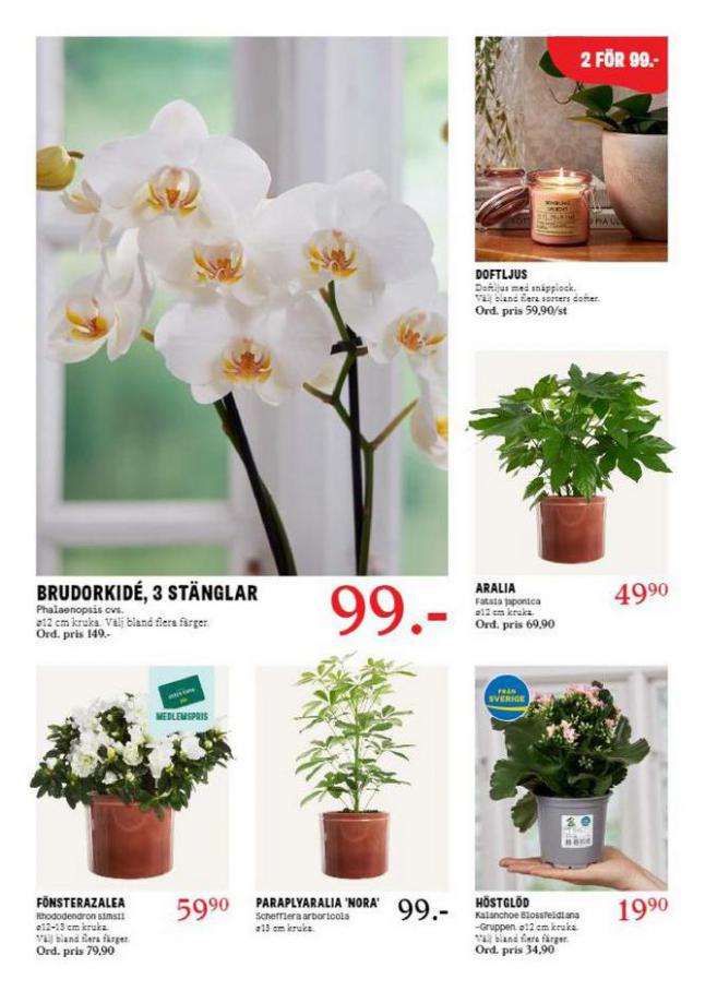 Blomsterlandet Erbjudande Aktuell Kampanj. Page 11
