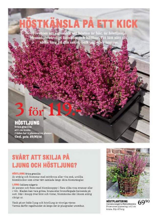 Blomsterlandet Erbjudande Aktuell Kampanj. Page 4