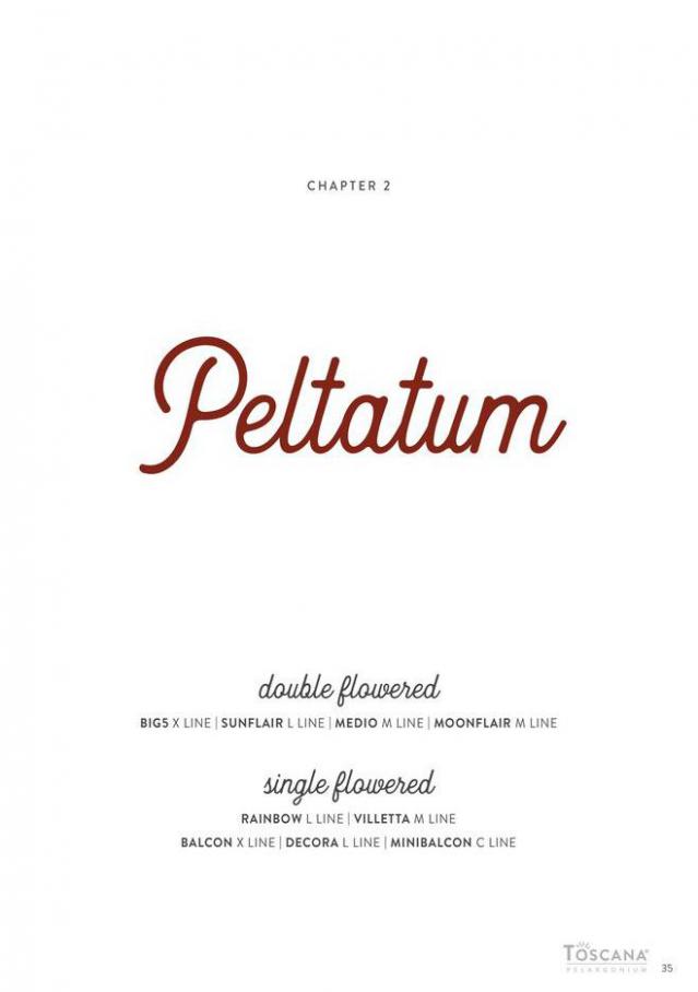 Pelargonium hoernhems 2021-2022. Page 35