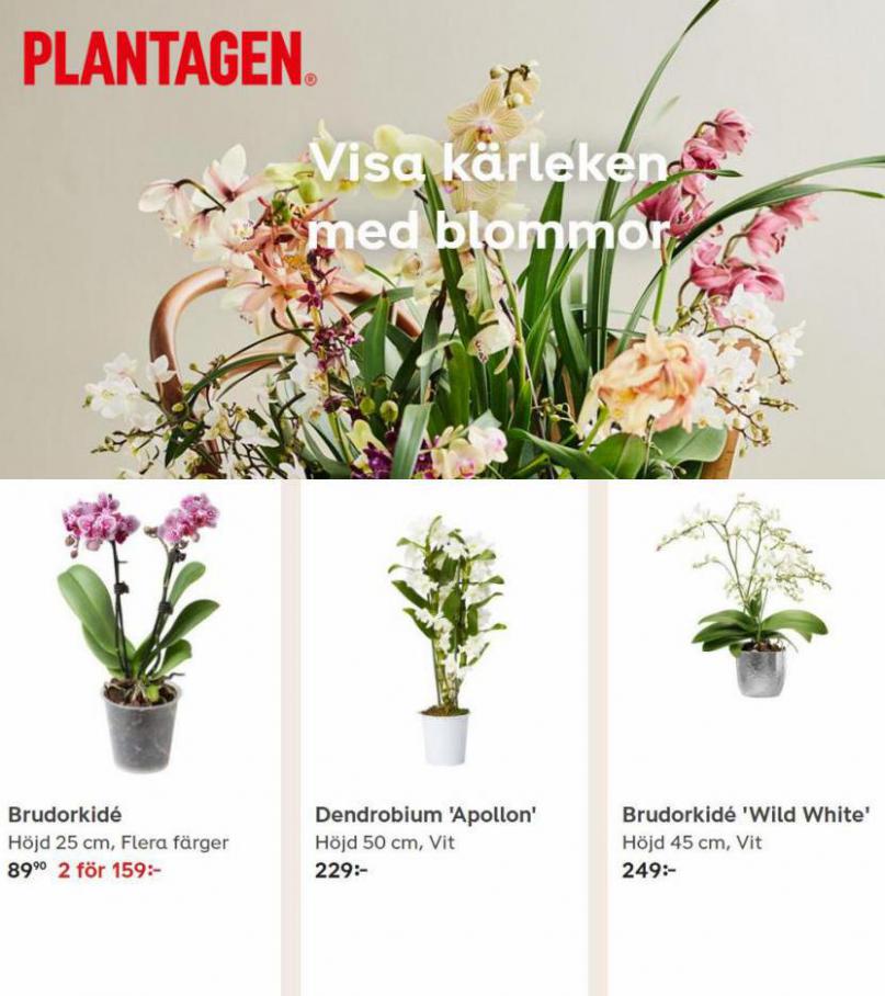 Visa kärleken med blommor. Plantagen (2022-02-28-2022-02-28)