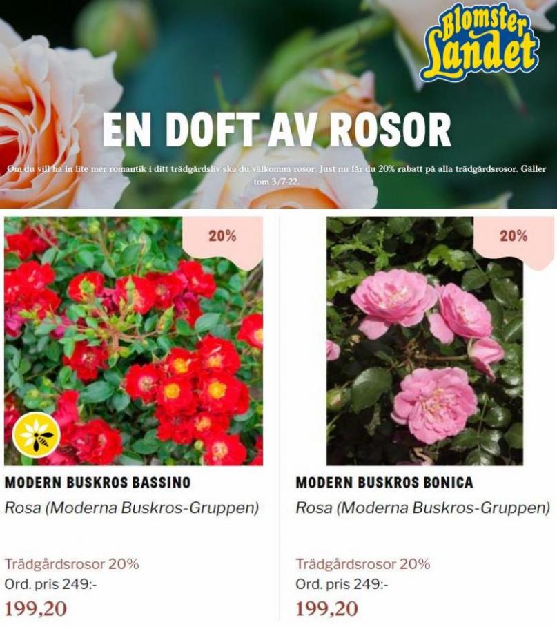 Blomsterlandet Erbjudande En doft av rosor. Page 18