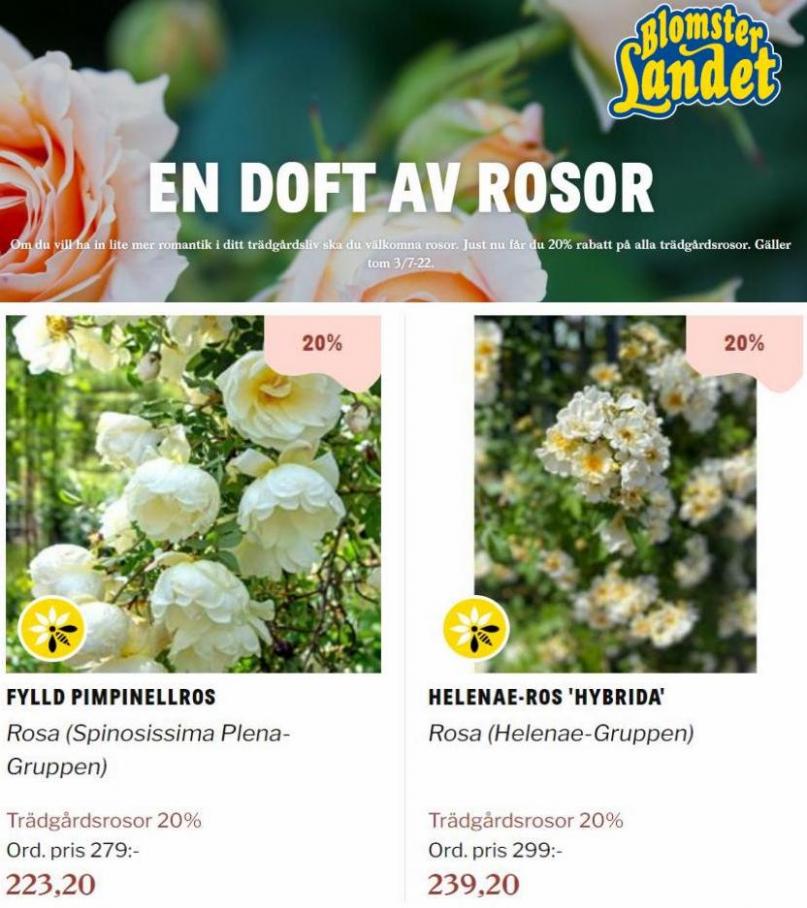 Blomsterlandet Erbjudande En doft av rosor. Page 14