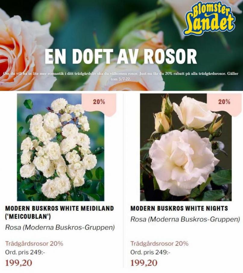 Blomsterlandet Erbjudande En doft av rosor. Page 29