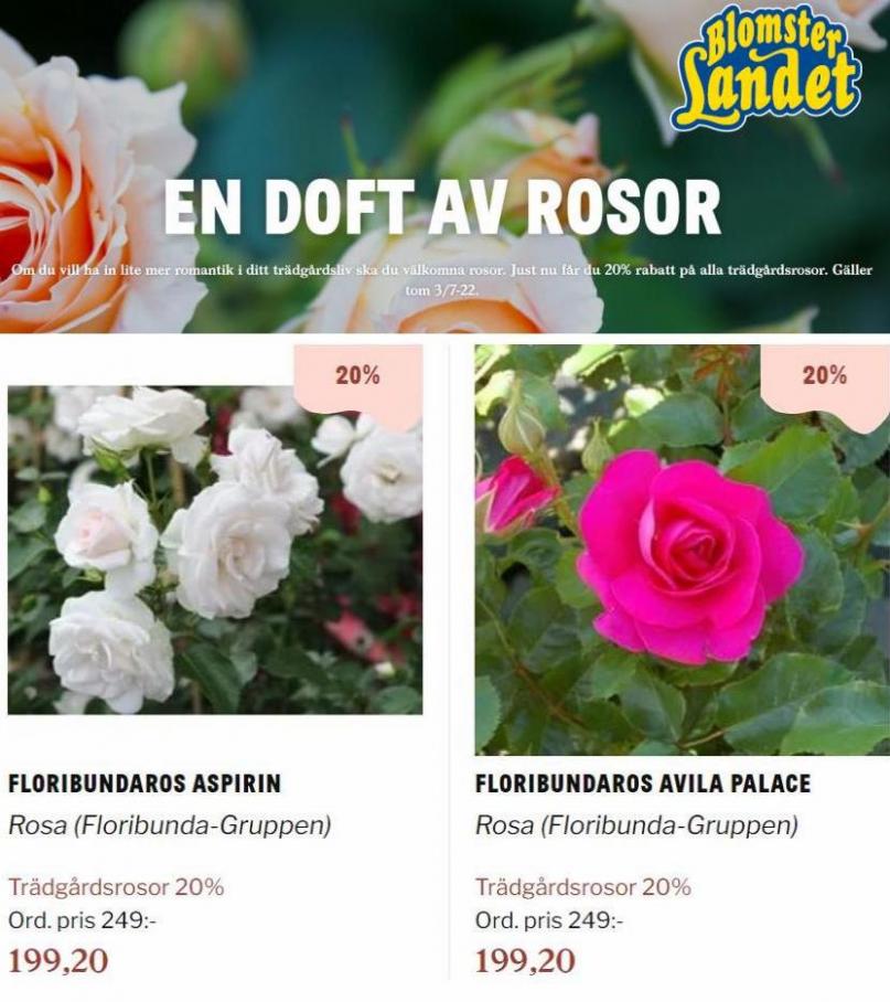 Blomsterlandet Erbjudande En doft av rosor. Page 5