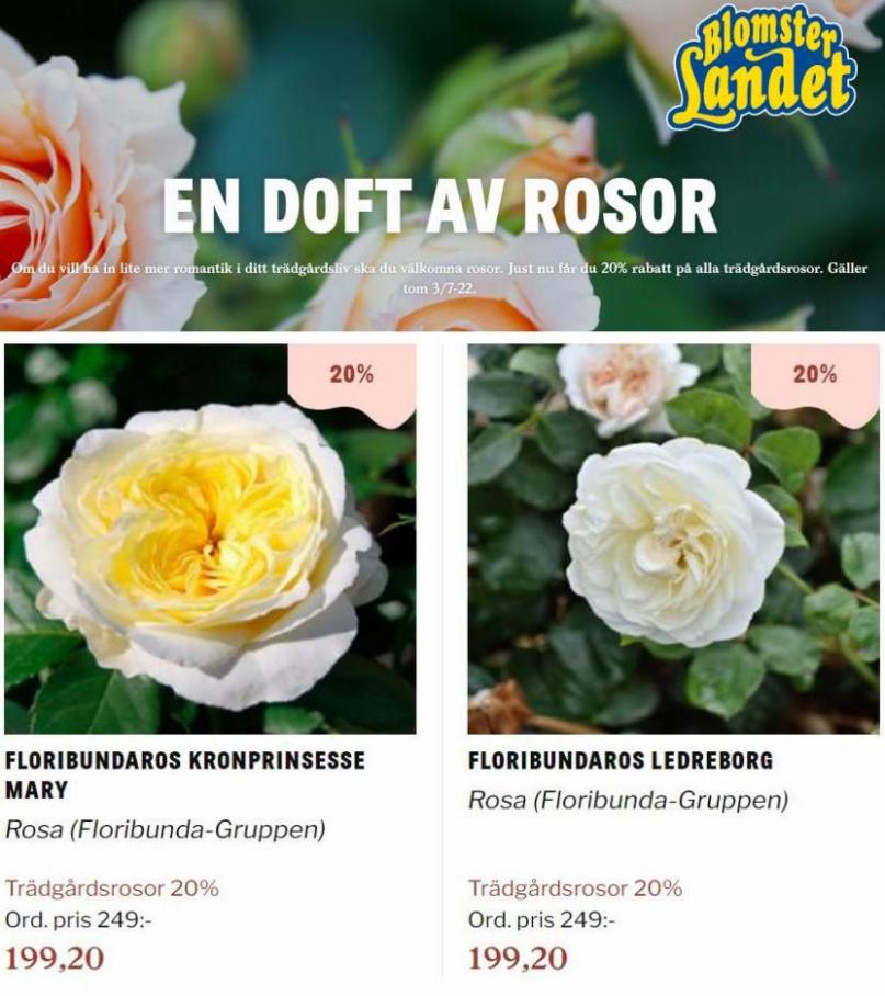 Blomsterlandet Erbjudande En doft av rosor. Page 10