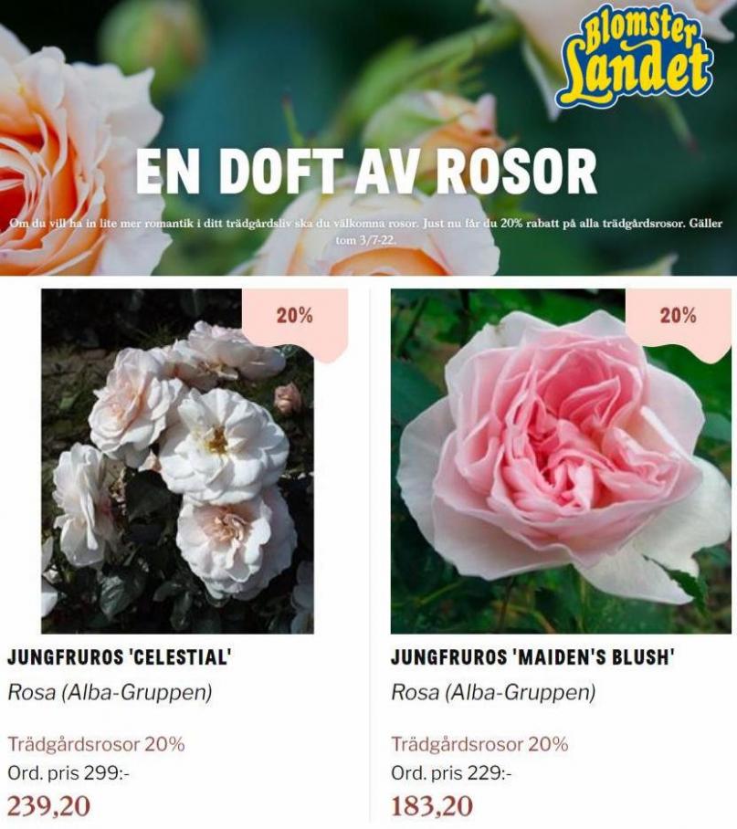 Blomsterlandet Erbjudande En doft av rosor. Page 15