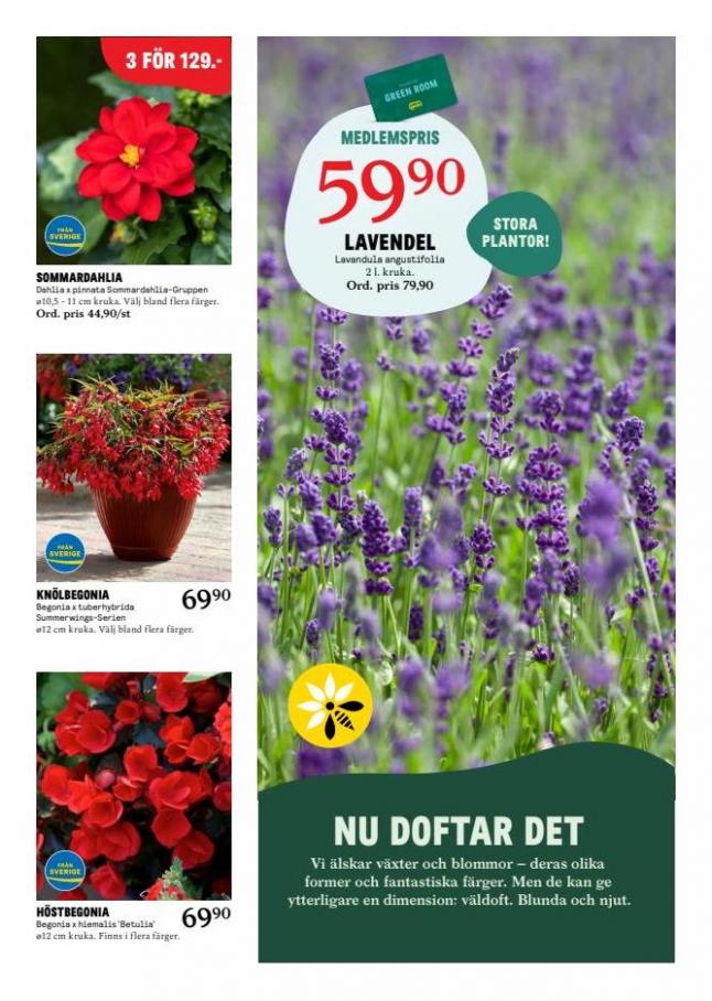 Blomsterlandet Erbjudande Aktuell Kampanj. Page 4