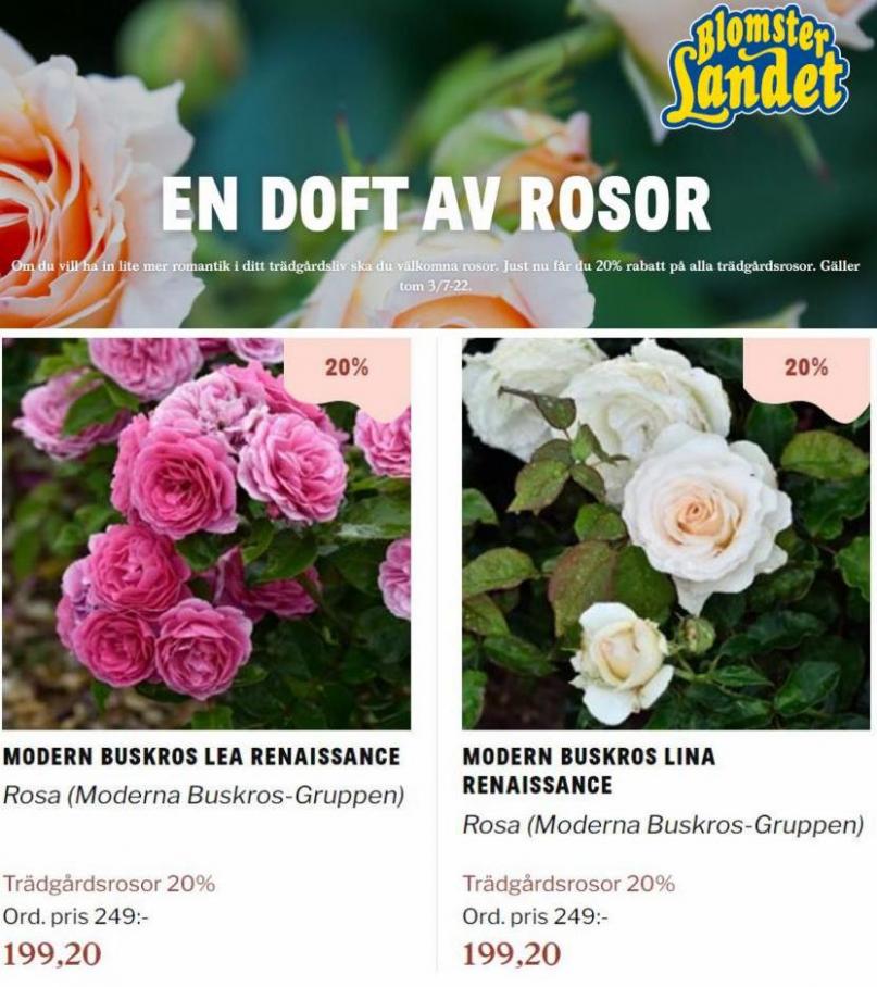 Blomsterlandet Erbjudande En doft av rosor. Page 24