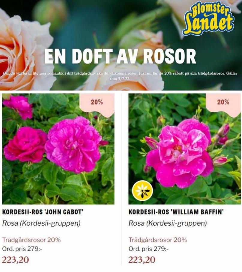 Blomsterlandet Erbjudande En doft av rosor. Page 16