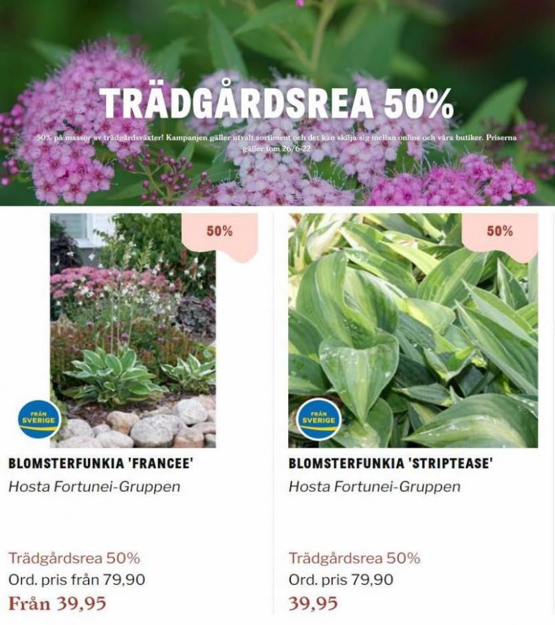 Blomsterlandet Erbjudande Trädgårdsrea. Page 16