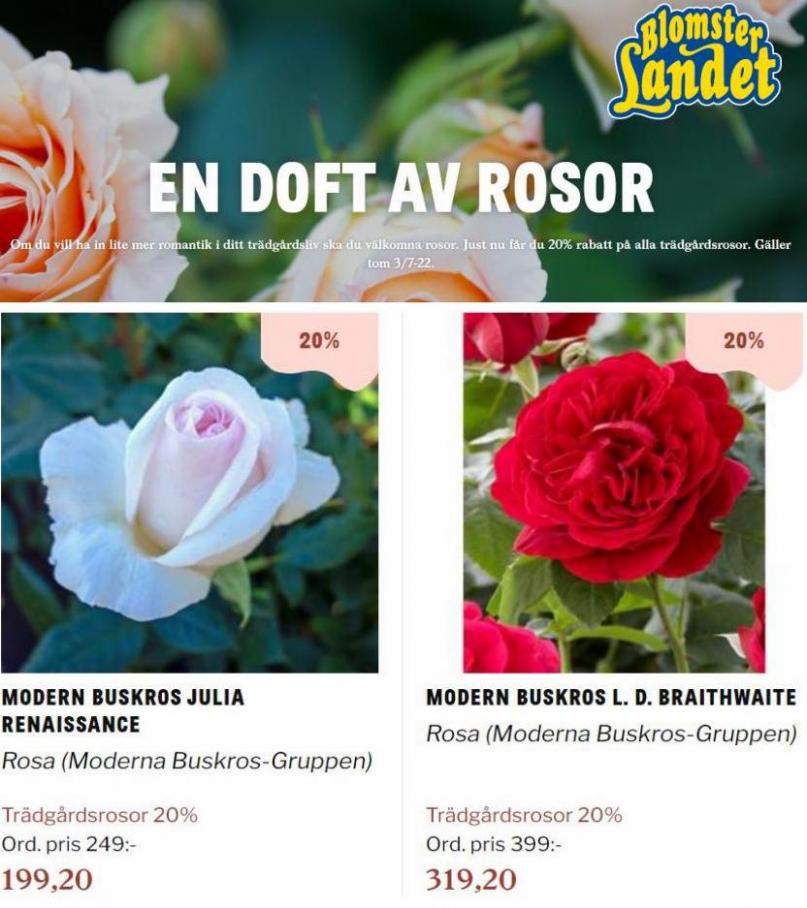 Blomsterlandet Erbjudande En doft av rosor. Page 23
