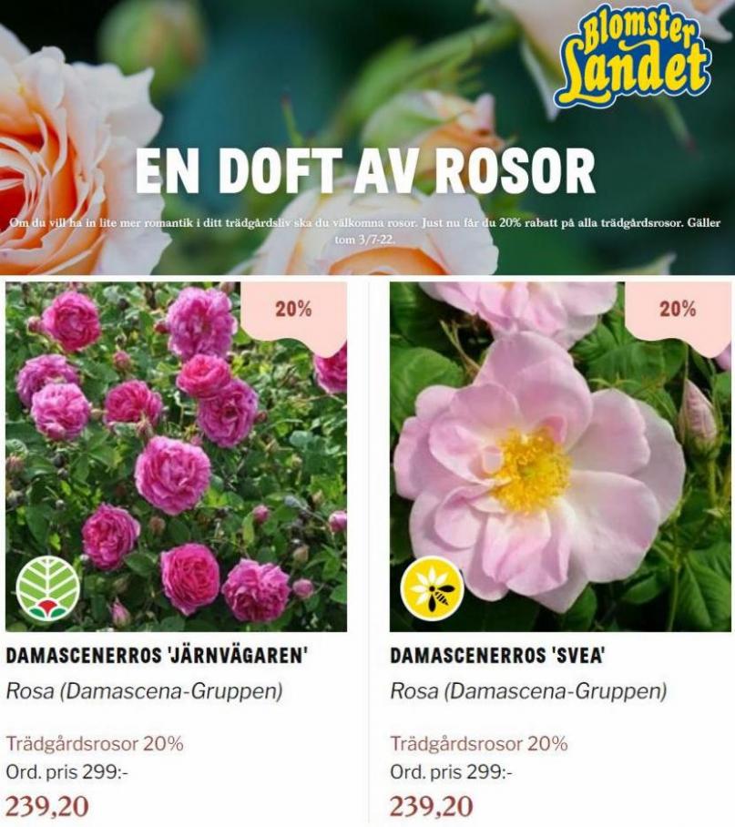 Blomsterlandet Erbjudande En doft av rosor. Page 2