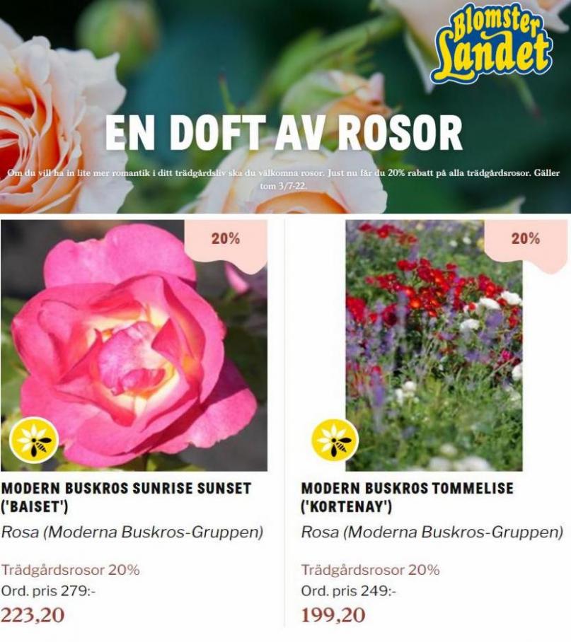 Blomsterlandet Erbjudande En doft av rosor. Page 28