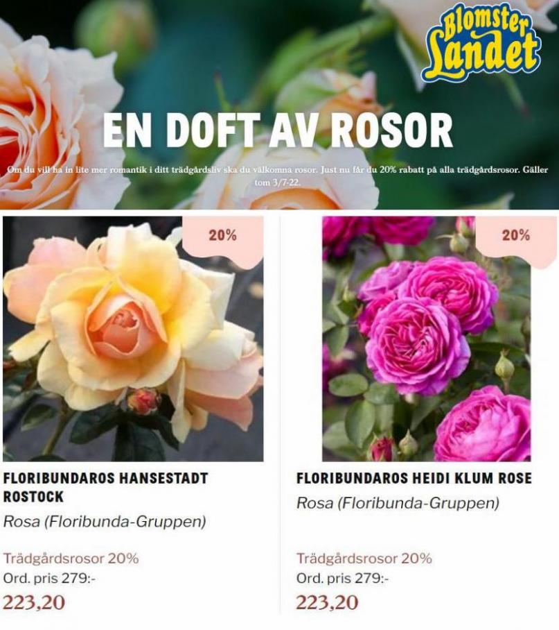 Blomsterlandet Erbjudande En doft av rosor. Page 8