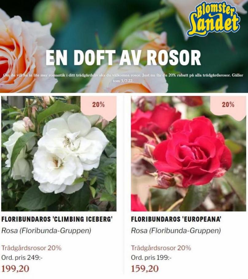 Blomsterlandet Erbjudande En doft av rosor. Page 3