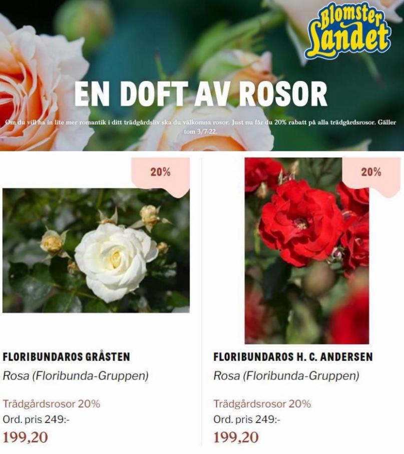 Blomsterlandet Erbjudande En doft av rosor. Page 7
