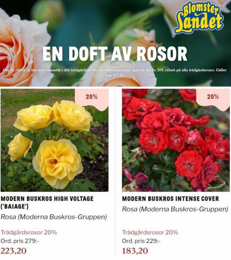 Blomsterlandet Erbjudande En doft av rosor. Page 22