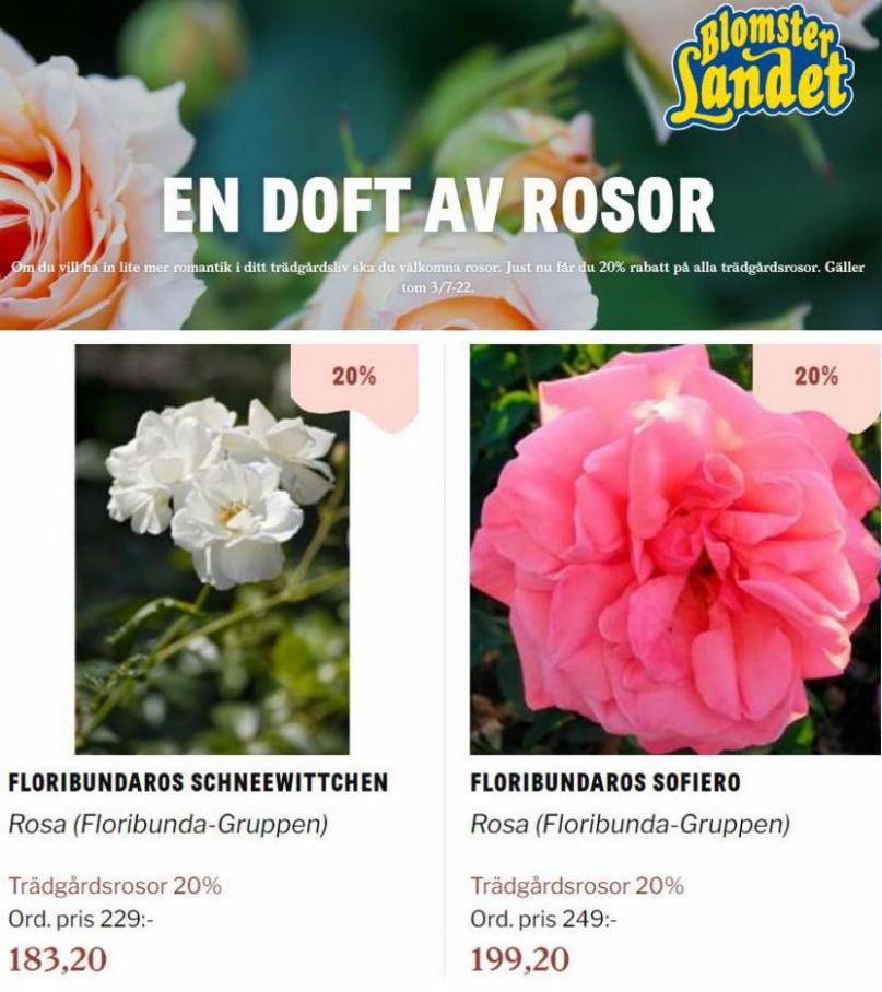Blomsterlandet Erbjudande En doft av rosor. Page 12