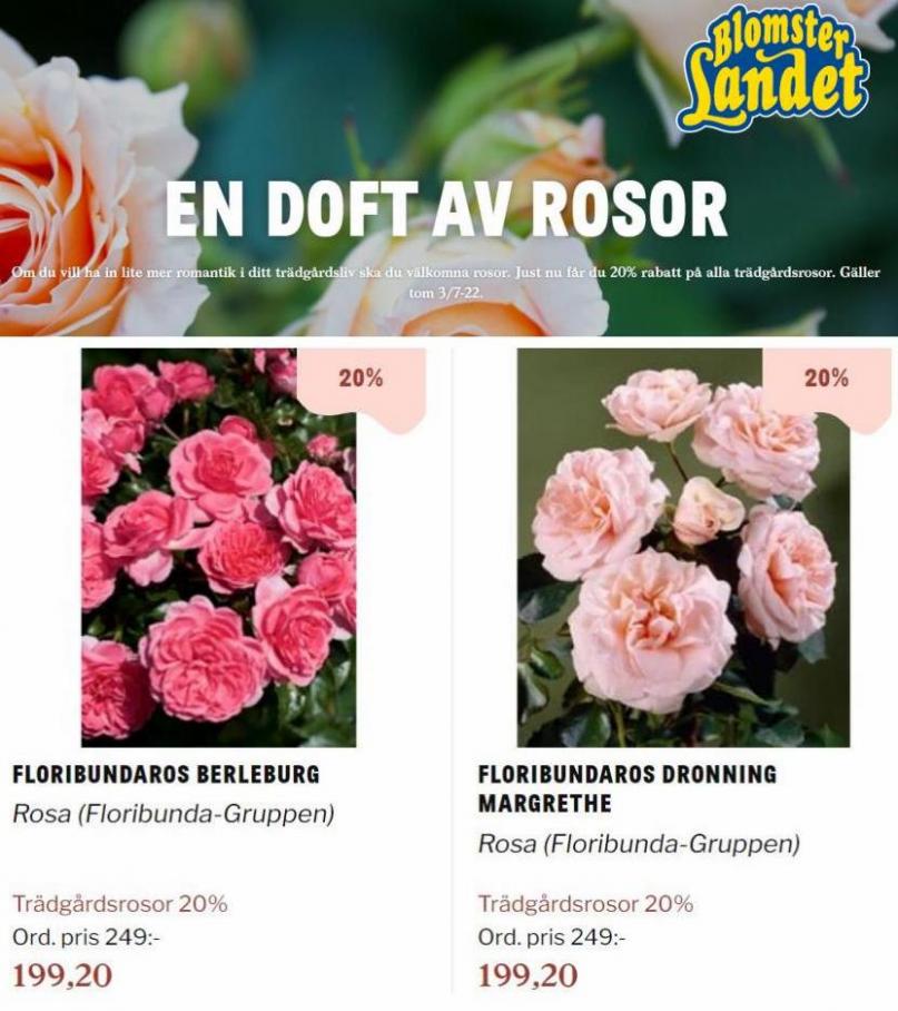 Blomsterlandet Erbjudande En doft av rosor. Page 6