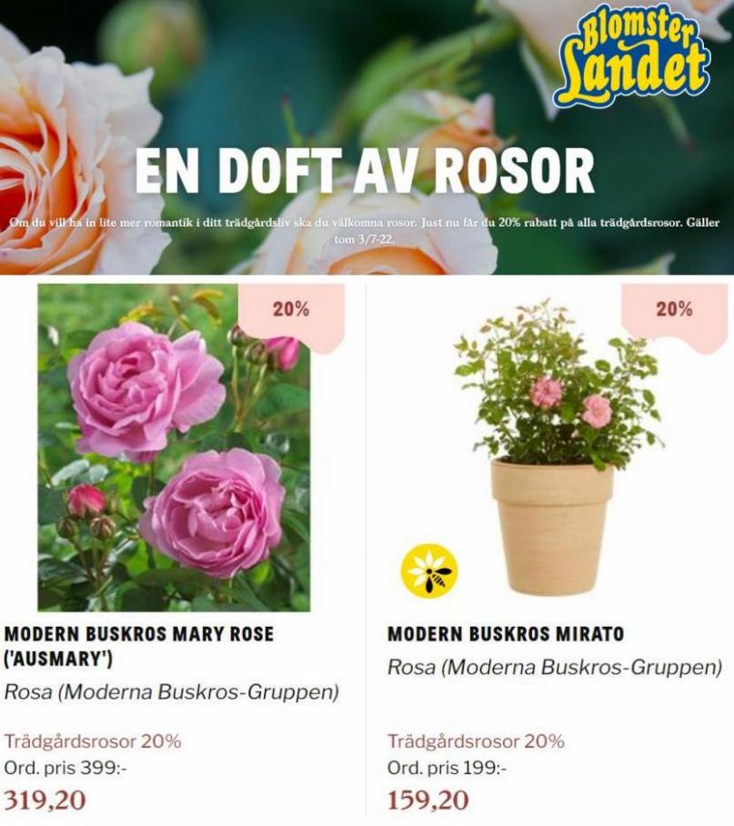 Blomsterlandet Erbjudande En doft av rosor. Page 25