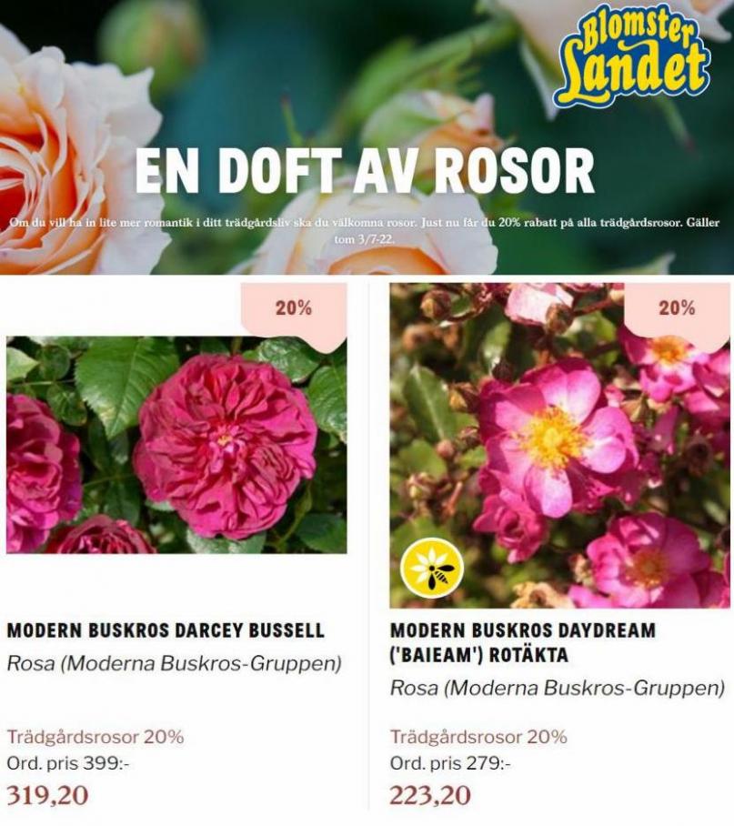 Blomsterlandet Erbjudande En doft av rosor. Page 20