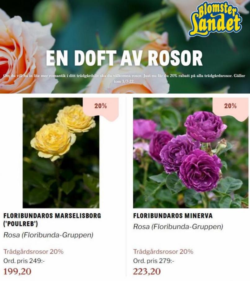 Blomsterlandet Erbjudande En doft av rosor. Page 11
