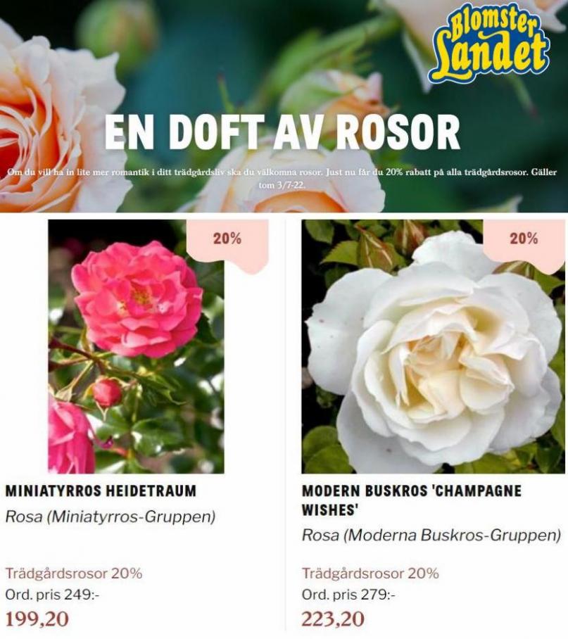 Blomsterlandet Erbjudande En doft av rosor. Page 17