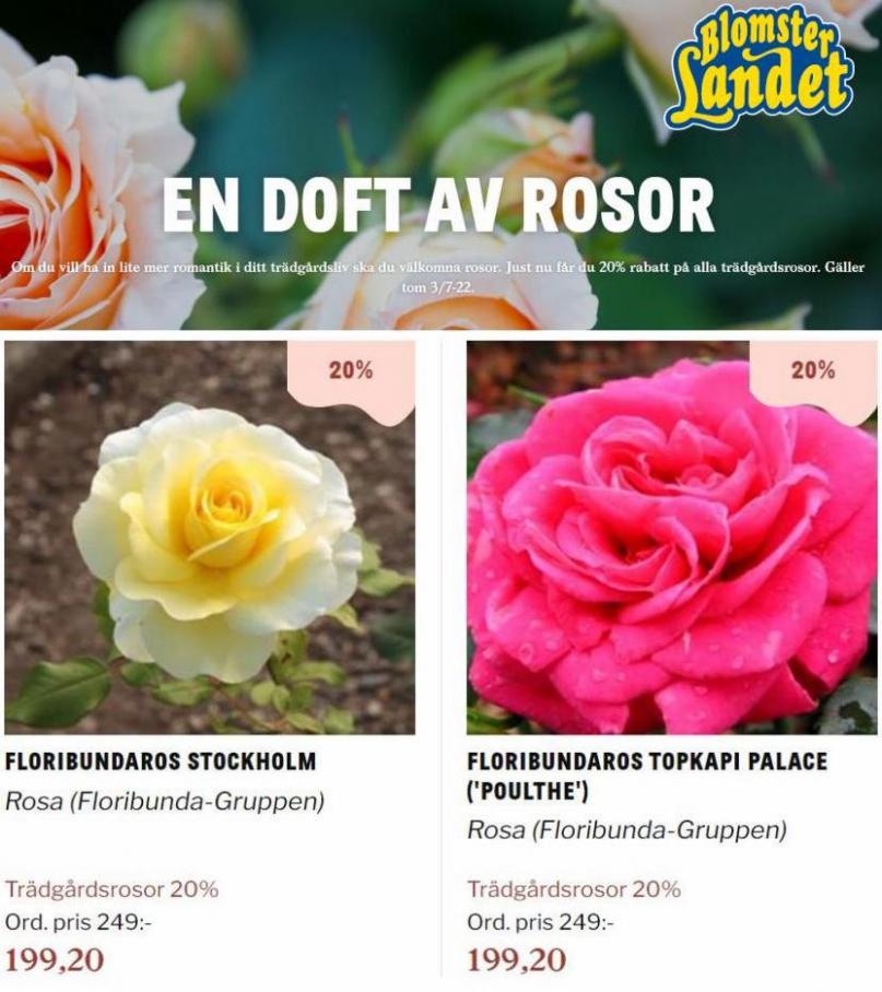 Blomsterlandet Erbjudande En doft av rosor. Page 13