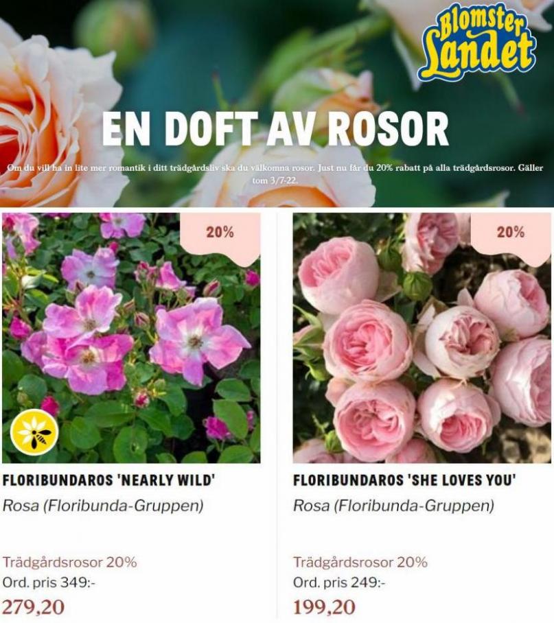 Blomsterlandet Erbjudande En doft av rosor. Page 4