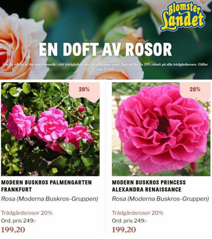 Blomsterlandet Erbjudande En doft av rosor. Page 26