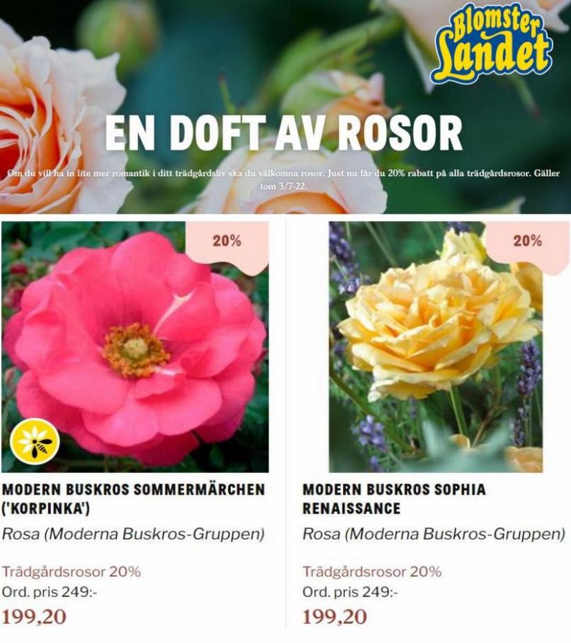 Blomsterlandet Erbjudande En doft av rosor. Page 27