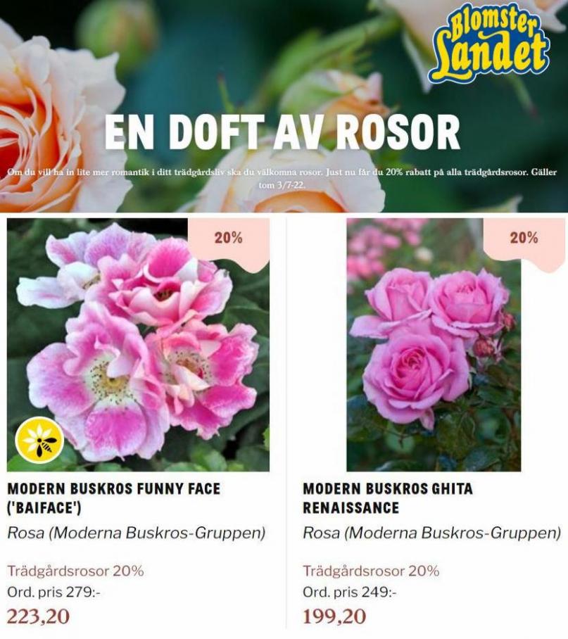 Blomsterlandet Erbjudande En doft av rosor. Page 21