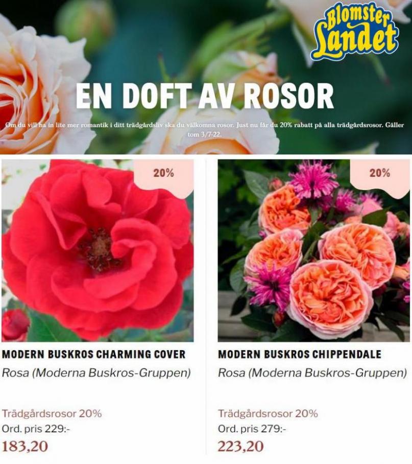 Blomsterlandet Erbjudande En doft av rosor. Page 19