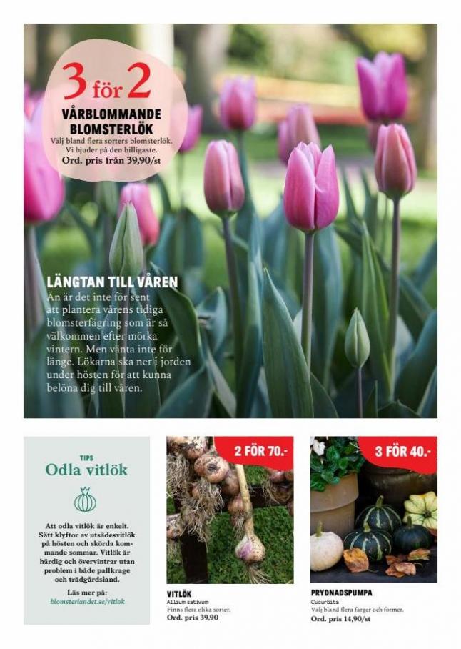 Blomsterlandet Erbjudande Välkommen, Höst!. Page 4