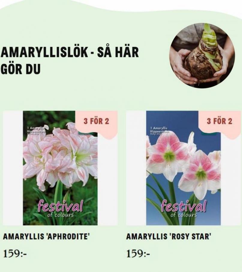 Blomsterlandet Erbjudande Aktuell Kampanj. Page 9