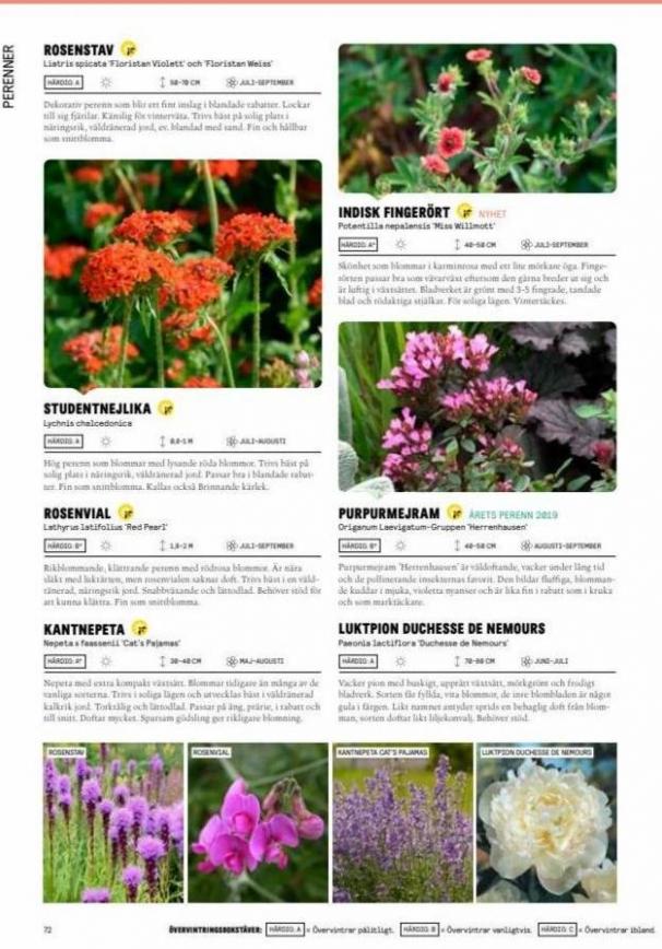 Blomsterlandet Erbjudande Grönska. Page 72