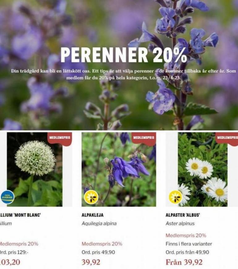 Blomsterlandet Erbjudande Perenner 20%. Page 4