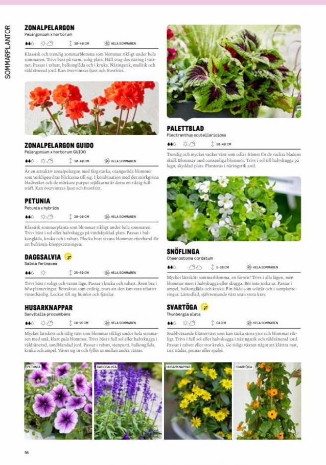 Blomsterlandet Erbjudande Grönska. Page 98