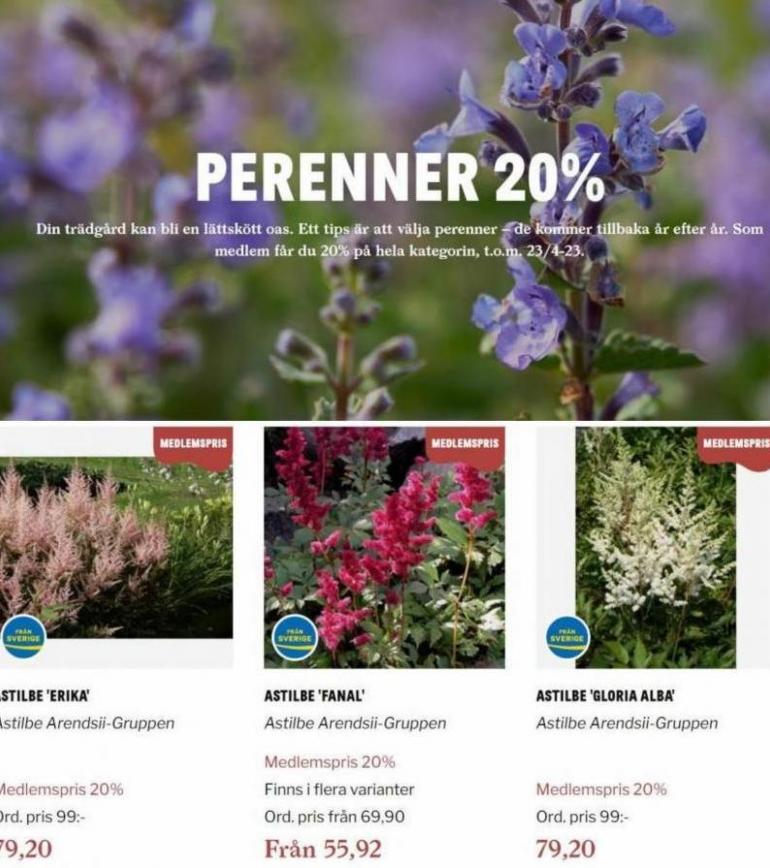 Blomsterlandet Erbjudande Perenner 20%. Page 11